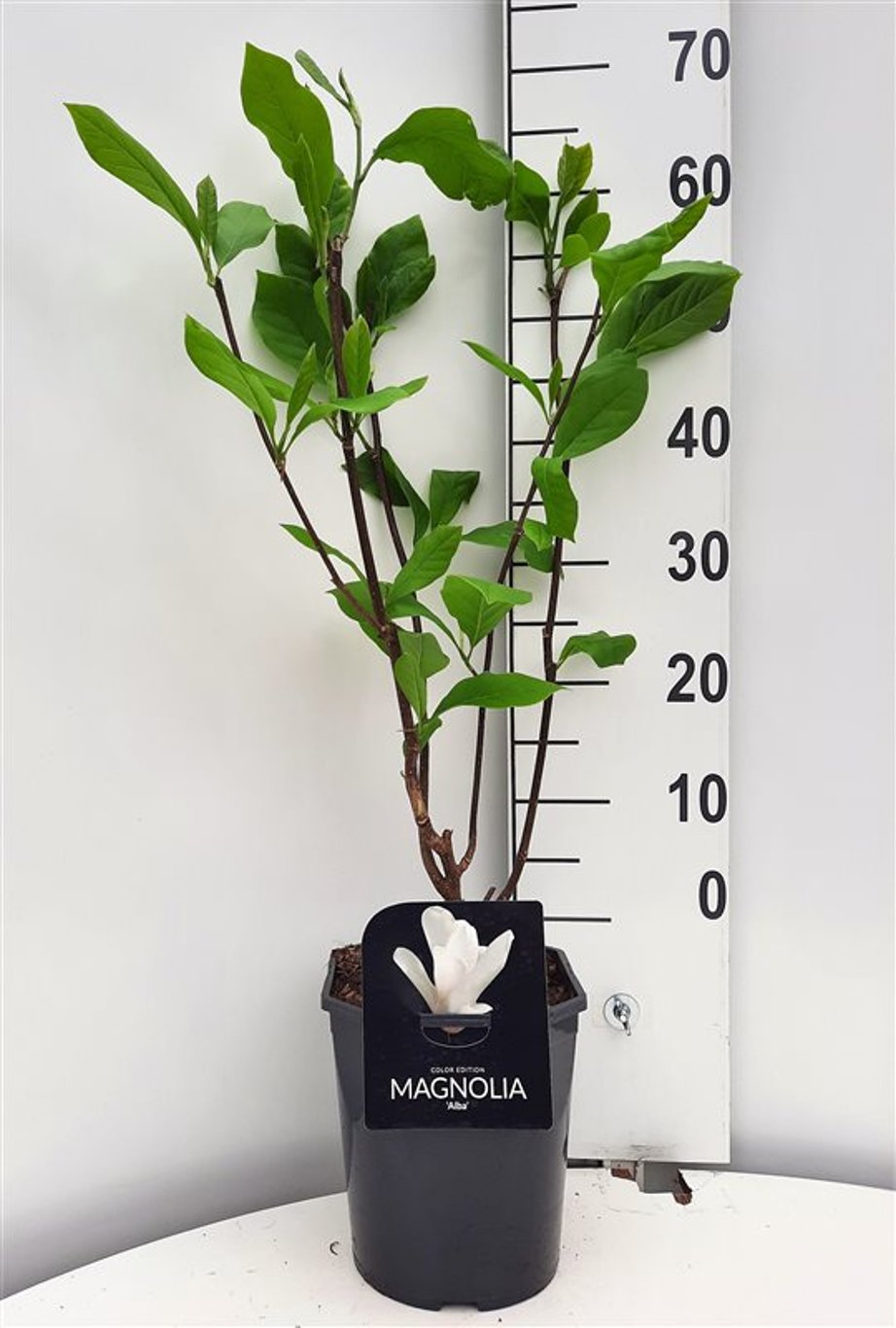 Magnolia 'Albatross' - C5 50-60 CM
